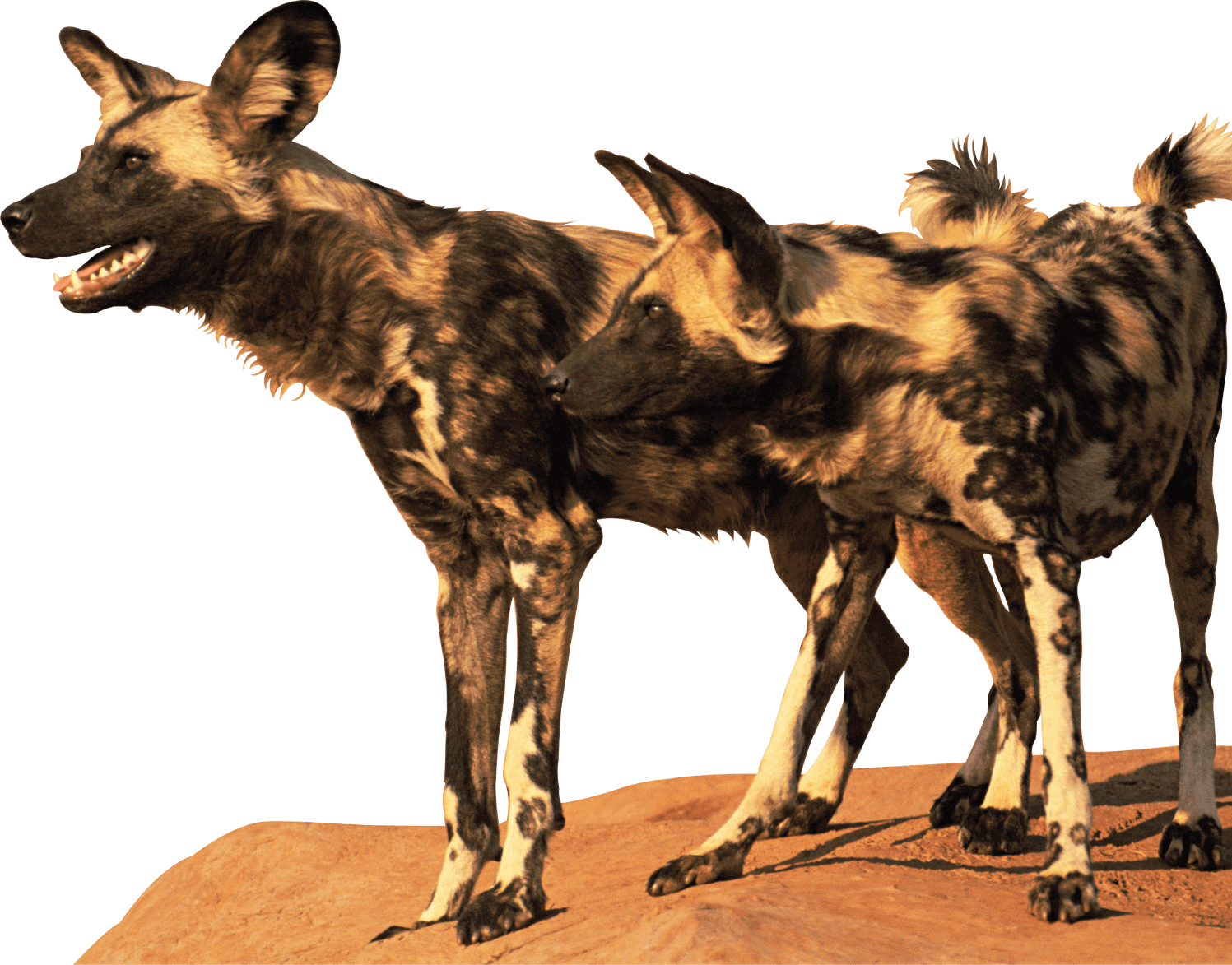 WAGI瓦吉科技行銷公司將客戶的事業當成自己的事業在經營,廣告不用再怕浪費錢,讓業績如影隨形